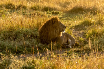 A lone lion relaxing in the high grasses in early morning light inside Masai Mara National reserve during a wildlife safari