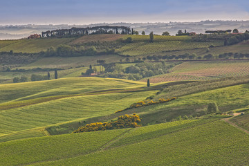 The rolling hills and green fields at sunrise in Tuscany. Tuscany landscape at sunrise in spring near the hilltop village Montepulciano, Tuscany, Italy