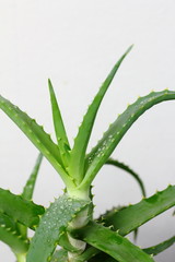 Aloe Vera plant herb leaves close-up with water dew drops