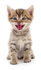 Kitten on white background.