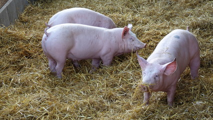 Schweine im Stroh, Bauernhof, Landwirtschaft