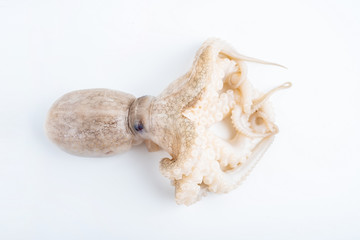 Seafood small octopus on white background