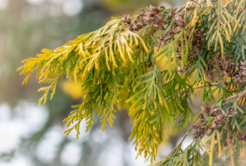 Yellow-green leaves of thuja in winter