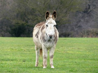 White and brown donkey in countryside field