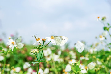Spring blossom flower cabbage butterfly