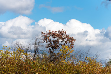 Tree on a background of clouds