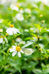 Spring blossom flower cabbage butterfly