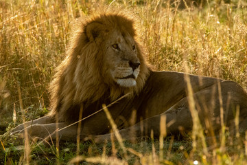 A lone lion relaxing in the high grasses in early morning light inside Masai Mara National reserve during a wildlife safari