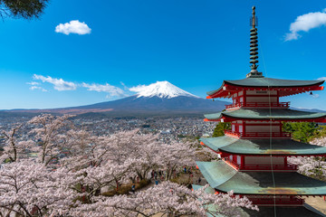 Mount Fuji viewed from behind Chureito Pagoda in full bloom cherry blossoms springtime sunny day in...