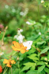 Spring blossom flower cabbage butterfly