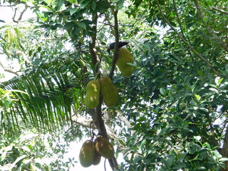 Jack Fruit