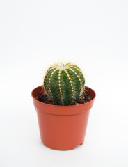 Little Cactus on white background. Green home plants in flower pot. Vertical photo.