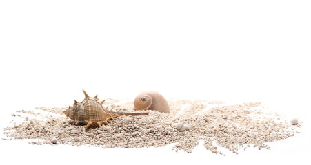 Sea shells in sand pile isolated on white background