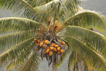Obraz premium palm tree with coconuts