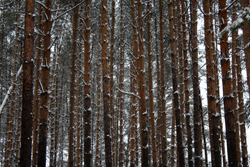 Pine forest, tree trunks background