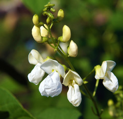Beautiful flowers of Runner Bean Plant