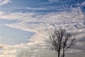 A single tree without any leaves with clouds as background.