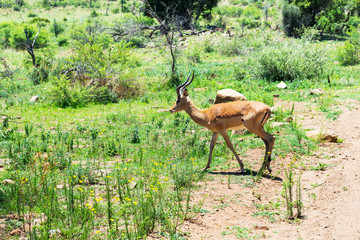 Impala, South Africa
