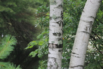birch tree bark in forest closeup