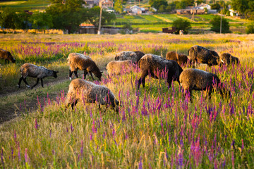 sheep graze in a field with flowers at sunset
