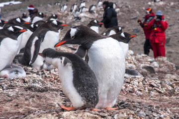 tourists at the penguin rookery