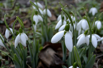 Snowdrops Spring flowers Early spring concept