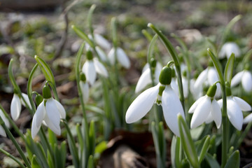 Snowdrops Spring flowers Early spring concept