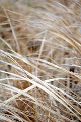 Dry grass or straw Light natural background Beige tone