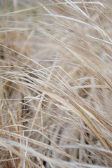 Dry grass or straw Light natural background Beige tone