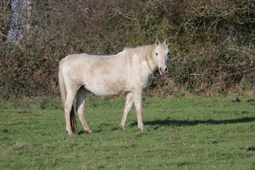 Obraz premium Cheval