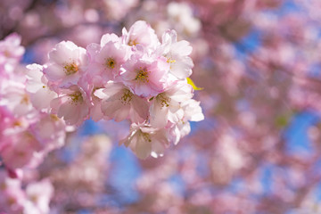 Fototapeta na wymiar Pink blossom sakura flowers