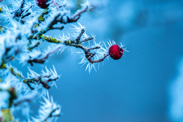 Morning frost on a berry