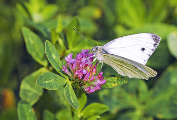 Wild flowers of clover and butterfly in a meadow in nature.