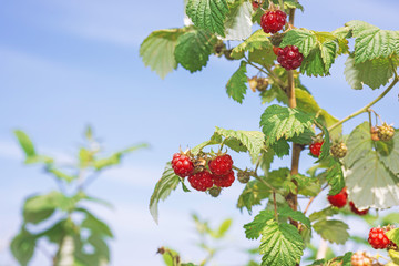 Ripe branch of raspberry on bush in the garden. © sapsan777