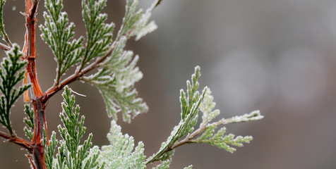 Frost on incense-cedar (Calocedrus decurrens)