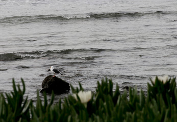 PCH highway in Ventura California