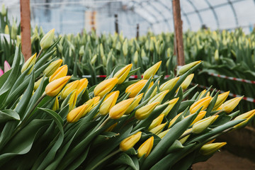 Beautiful yellow tulips, spring flowers grown in a greenhouse.Spring flowers and floriculture