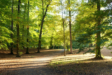 Forest in the autumn in the sunny day