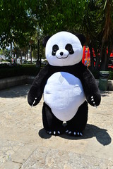 panda © HamburgNews