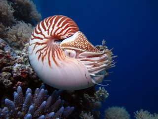 Incredible underwater world - Nautilus pompilius. Diving, underwater photography in Palau. - obrazy, fototapety, plakaty