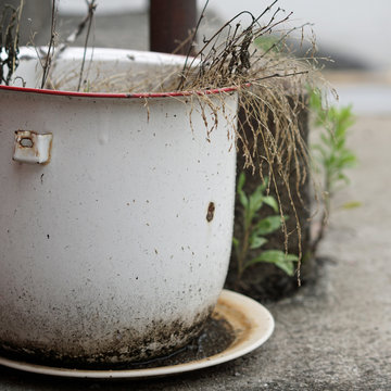 Dead, Neglected Plant In White Metal Planter