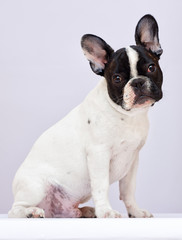 dog breed french bulldog looking