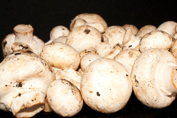 mushrooms isolated on black background