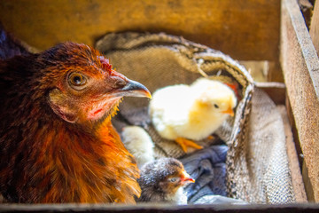 mamá gallina y pollito