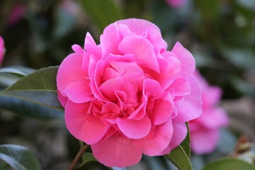 Obraz premium Camellia