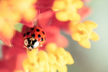 ladybug on flower
