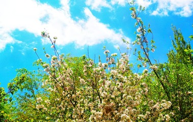 A beautiful apple blossom in month of april, always loves that month 