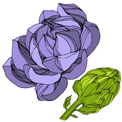 Vector Jungle botanical succulent flower. Engraved ink art illustration. Isolated succulents illustration element.