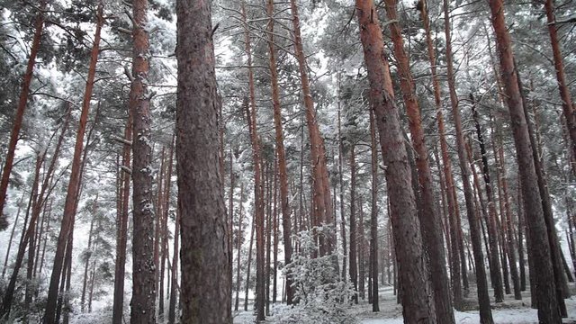 Nevando en bosque de pinos con nieve cayendo de las copas de los &aacute;rboles