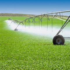 Irrigation equipment watering Spring crops in green farm field. Agriculture farming industry.